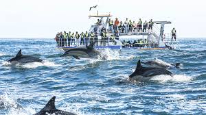 Hermanus Whale Watching